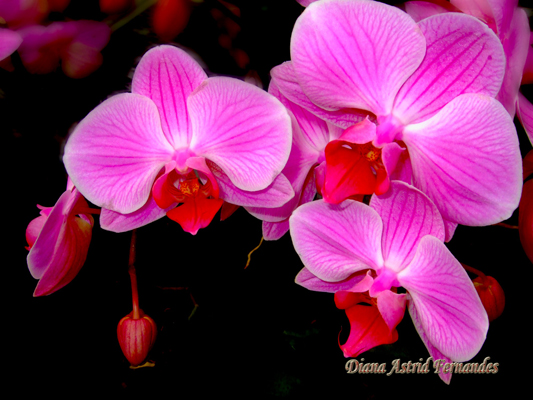 Orchid-dark-pink-2